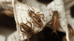 Por que cigarras e grilos cantam? Entenda como e para que serve o som desses insetos